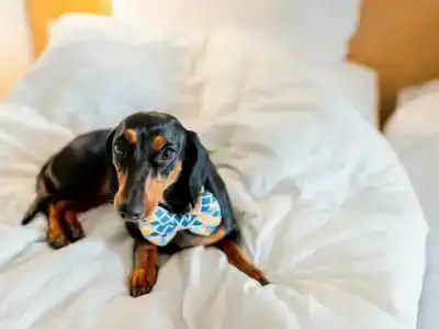 ibis Bengaluru Hosur Road - An Accor Brand - 5