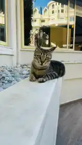 Aydinbey Gold Dreams - Ultra All Inclusive - 65