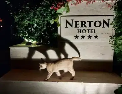 Nerton - All Inclusive - 3