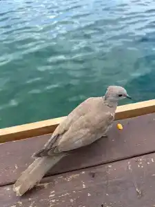 Blue Dreams Resort & SPA - 44