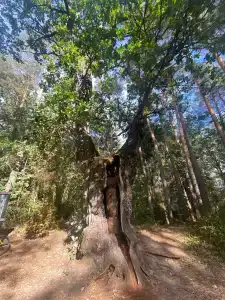 Belovezhskaya pushcha №2 - 82