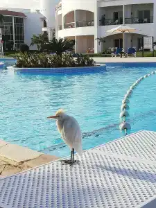 Sunrise Alma Bay Resort - 71