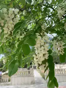 Renaissance by Sulo - 24