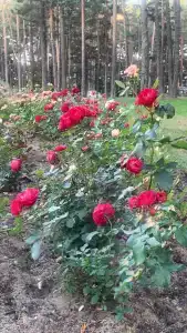 Narochanka Sanatorium - 54