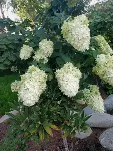 Gostinichno-Restorannyij Kompleks ZIHIYa - 34