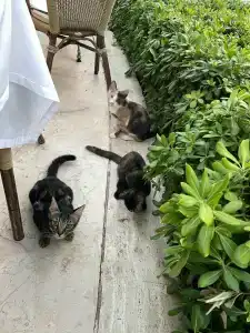 Aqua - All Inclusive - 41