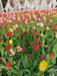 Akademicheskaya - 30