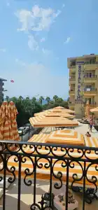 Kleopatra Royal Palm - 30