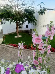 Sharm Club Beach Resort - 49