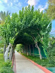 Green Max - All Inclusive - 4