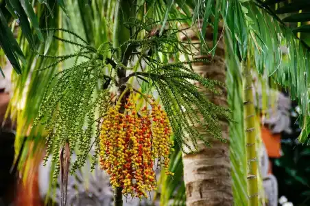 Bali Garden Beach Resort - 21