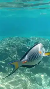 Cataract Resort Naama Bay - 13