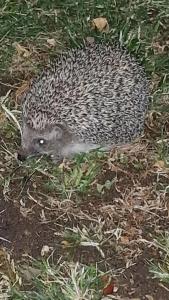 Le Jardin Resort Holiday Village - 42