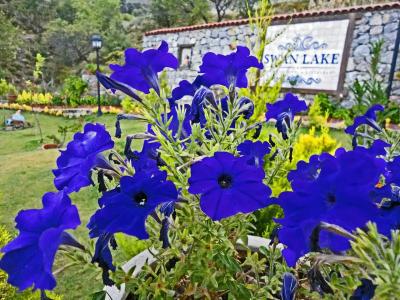 Swan Lake - Adult Only - 7