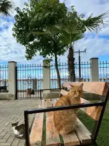 Alex Resort & Spa - 27