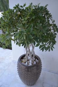 Kremasti Memories - 9