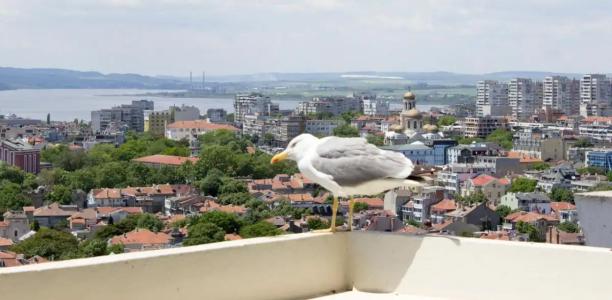 & Casino Cherno More - 36