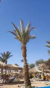 Sharm Dreams Vacation Club - Aqua Park - 30