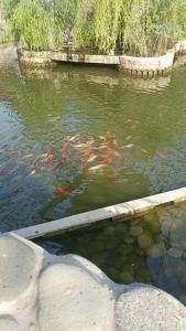 Shik Village Resort & Spa - 35