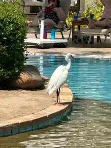 Iberotel Palace - Adults Only 16+ - 29