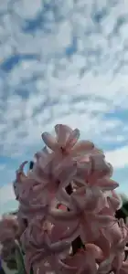 Славянская - 87