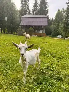 Ethno-Usadba Tourist base - 48