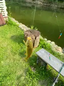 Plescheevo Recreation camp - 17