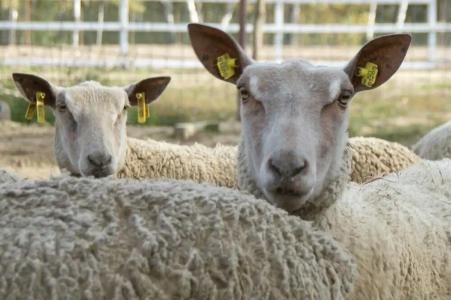 La Ferme de Reve - 90