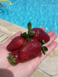 SUNRISE Holidays Resort (Adults Only) - 87