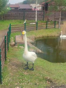 Gostinechniy Kompleks Lyubim - 17