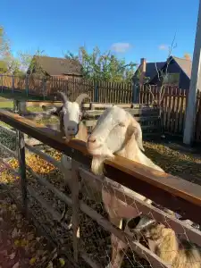 Агроусадьба Здоровей - 61