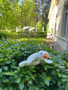 Кронон Парк - 30