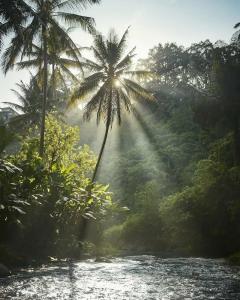 Four Seasons Resort Bali at Sayan - 95