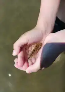 Baza otdykha Golden Sands - 37