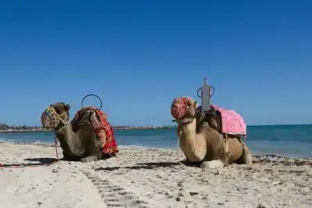 Seabel Aladin Djerba - 75