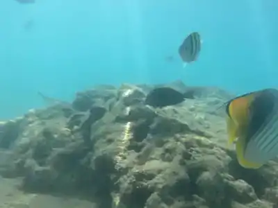 Pickalbatros Aqua Blu Resort - - 34