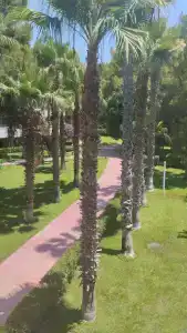 Fun&Sun Club Saphire  - 49