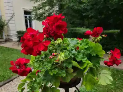 Кронон Парк - 40