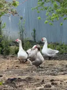 ZaGrad Tourist base - 33