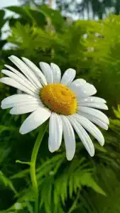 Grand Way Prospekt - 25