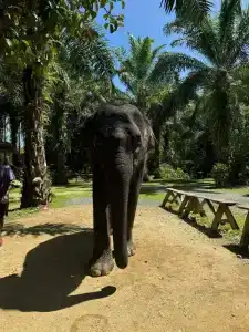 Centara Kata Resort Phuket - SHA Plus - 16