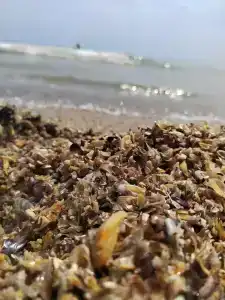 Zhemchuzhina Yuga Tourist base - 69