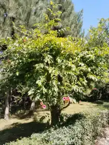 Malinka Guest House - 82