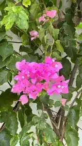 Samara Bodrum Ultra All Inclusive - 27