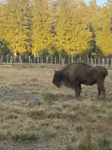 Belovezhskaya pushcha №2 - 83