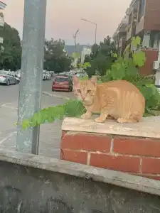 Pineta Park Deluxe - 40