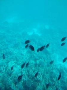 Marlin Inn Azur Resort - 37