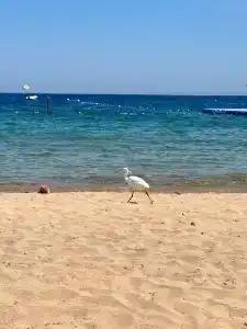 Maritim Jolie Ville Resort & Casino - 42