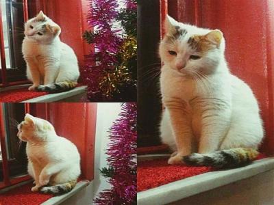 Ortakoy Aysem Sultan - 13