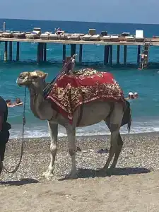 Selectum Family Comfort Side - 37